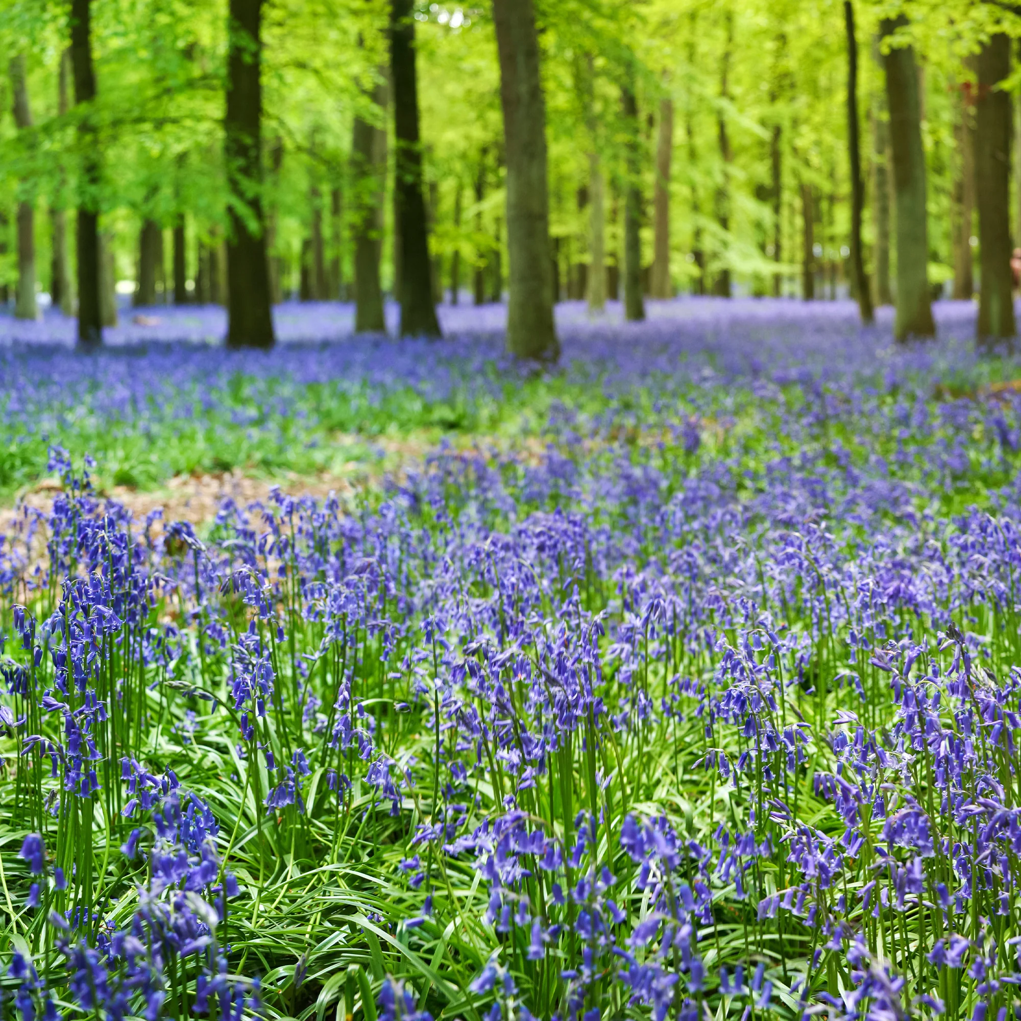 Jacinthe des bois bleue - Image 3