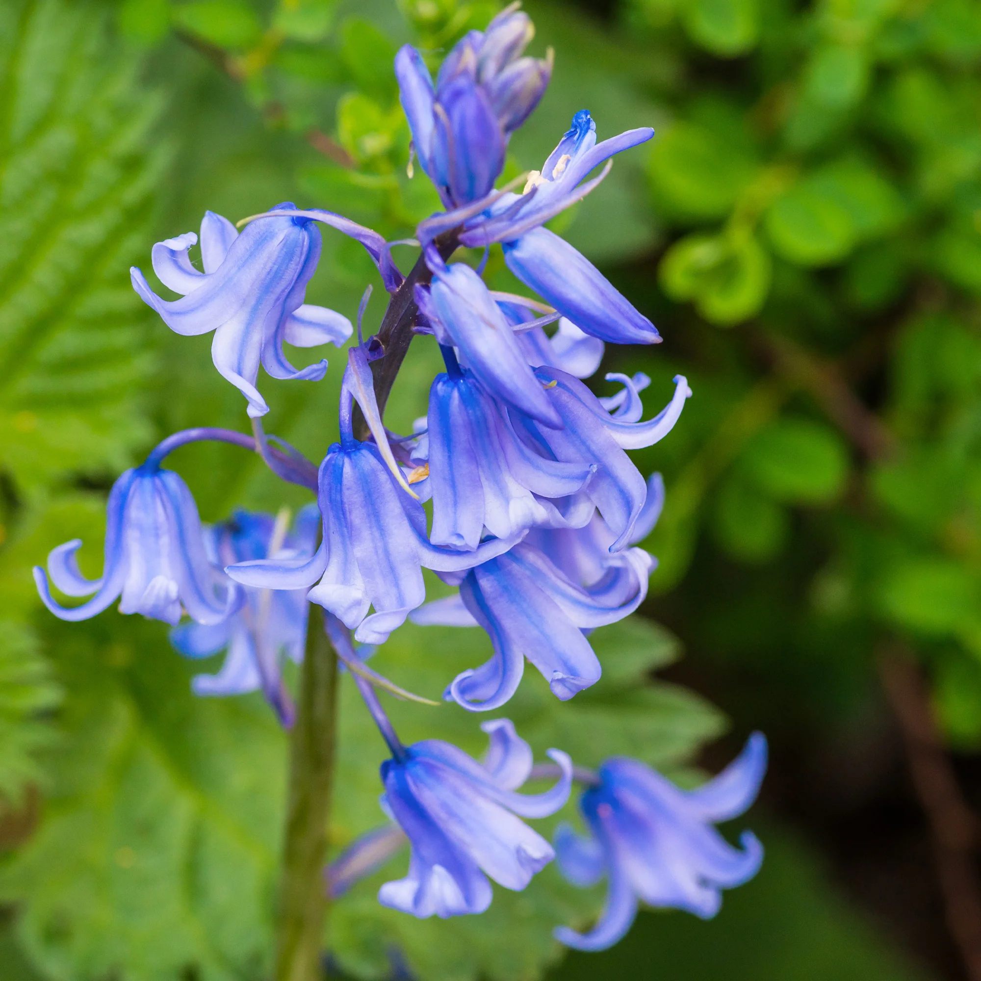 Jacinthe des bois bleue - Image 4