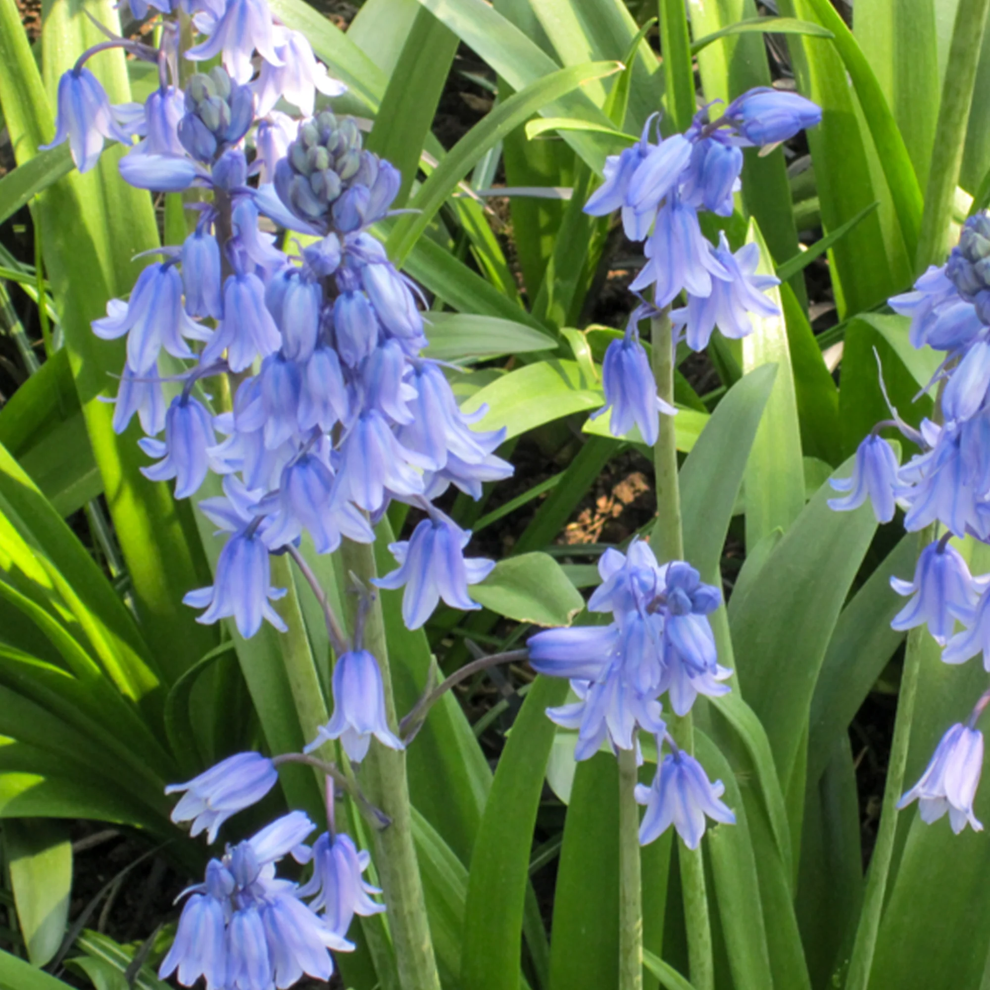 Jacinthe des bois bleue - Image 5