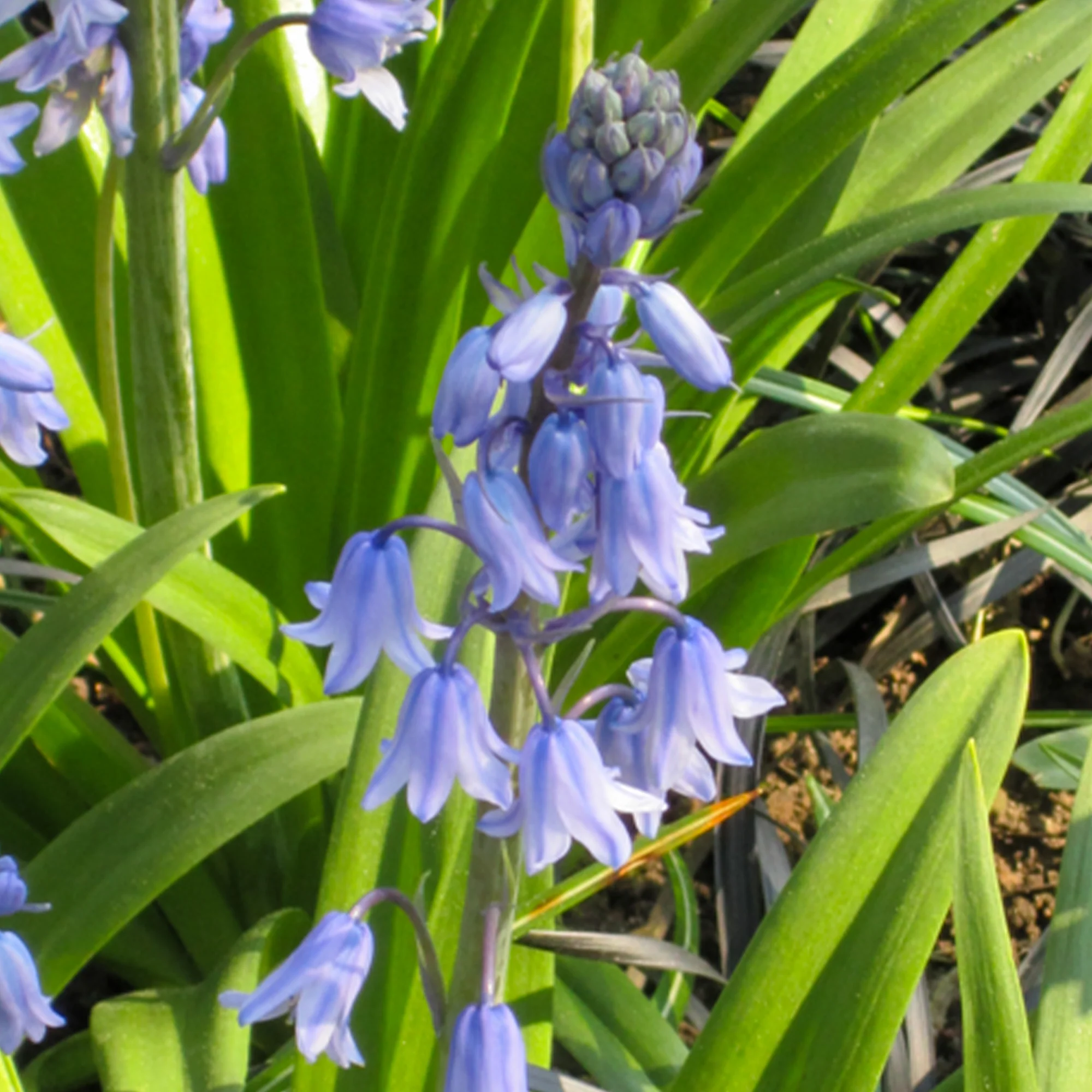 Jacinthe des bois bleue - Image 6