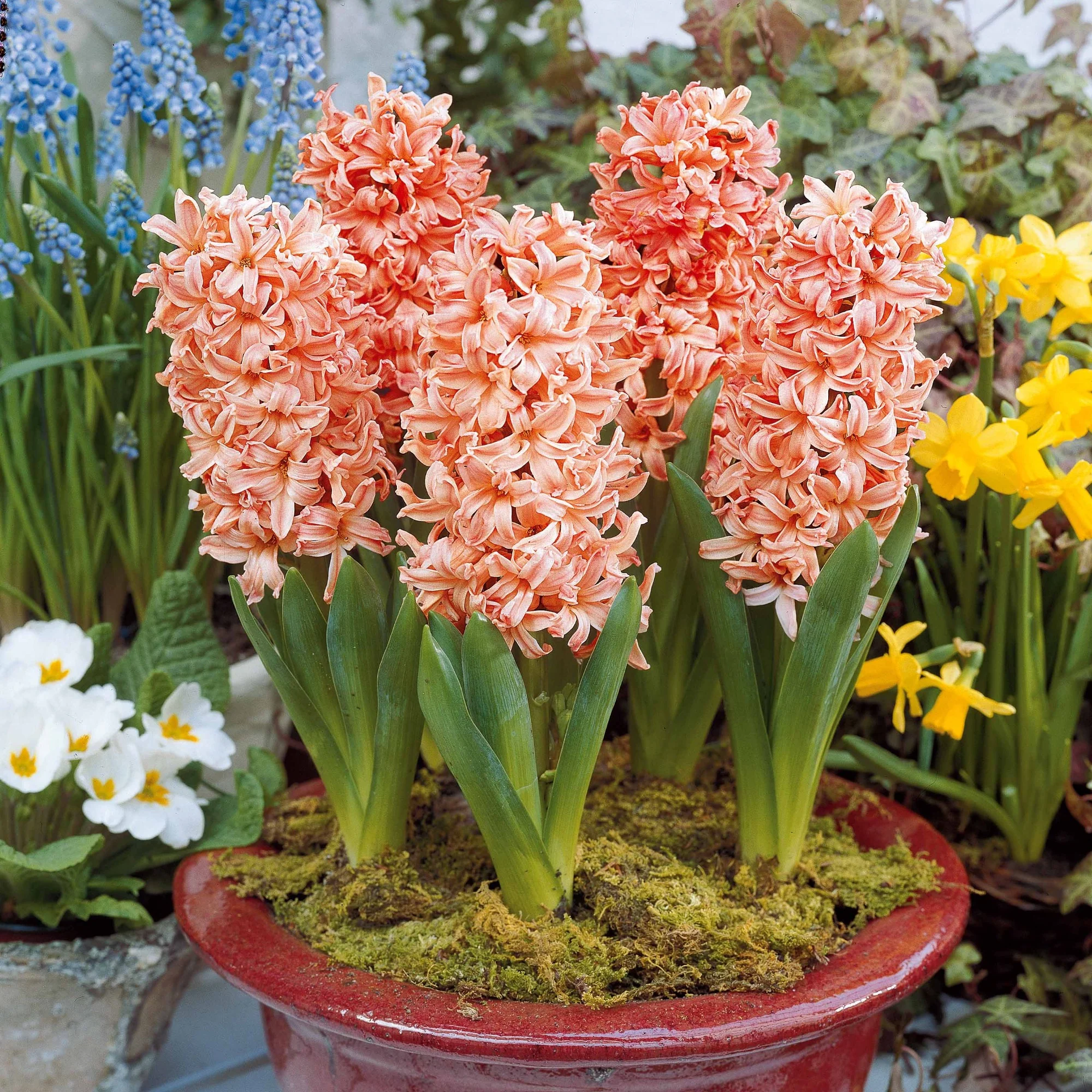6 Jacinthes Gipsy Queen orange - Image 3