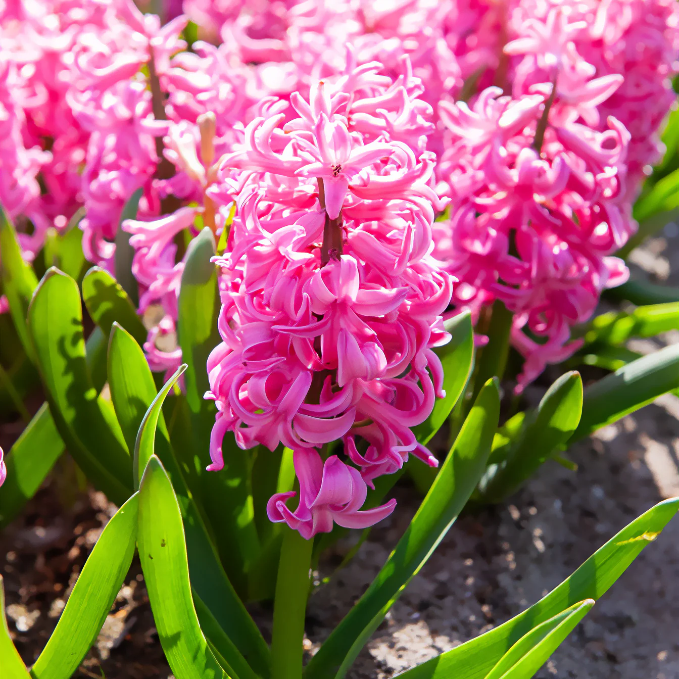 Jacinthe Pink Pearl - Image 2