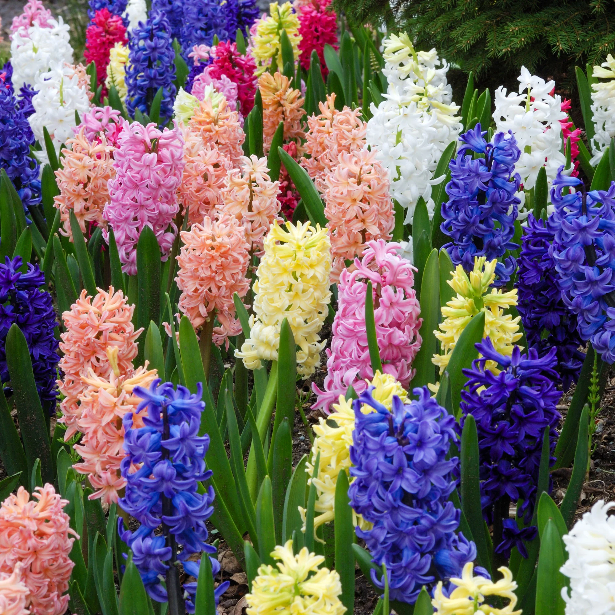 Jacinthes en mélange - Image 2