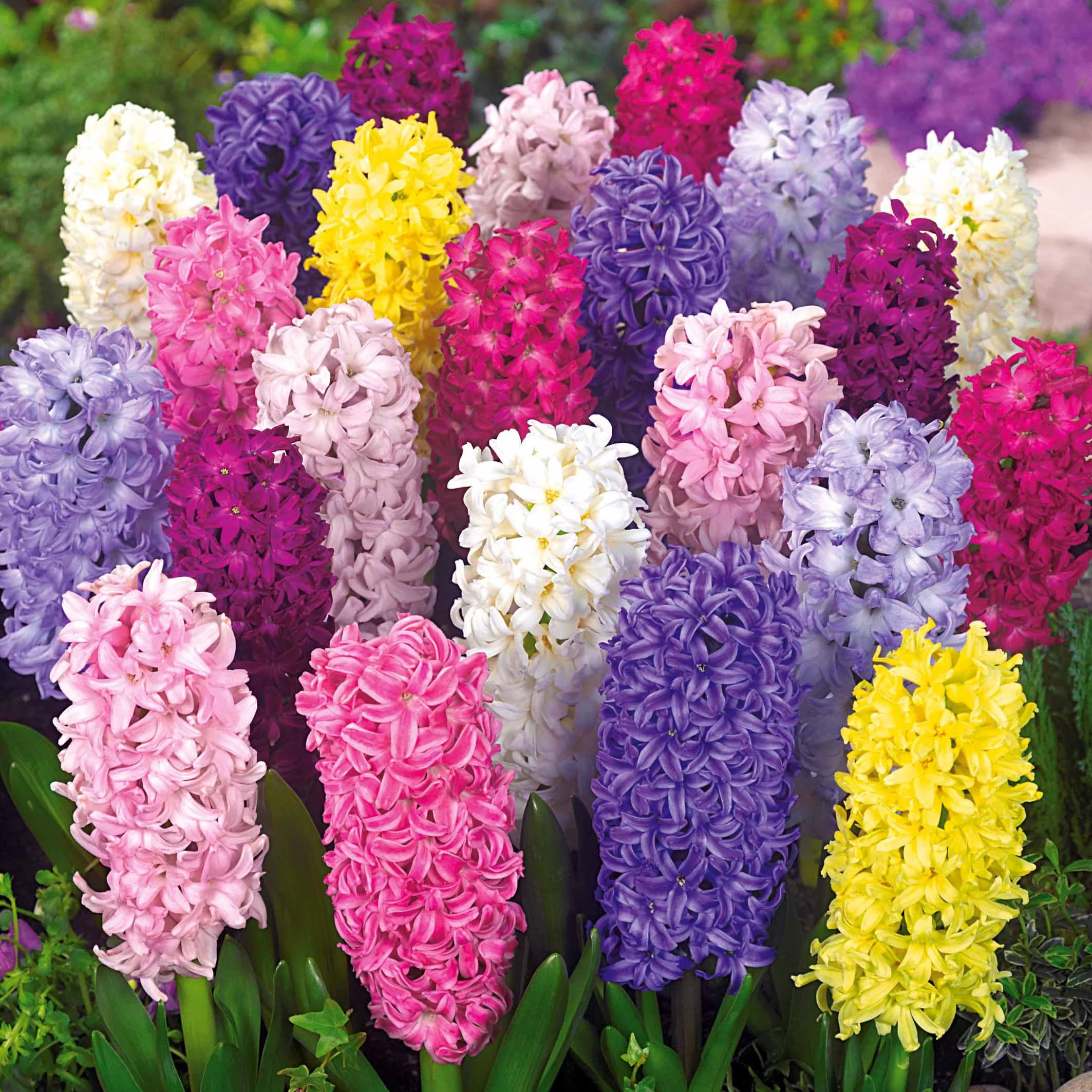 Jacinthes en mélange - Image 3