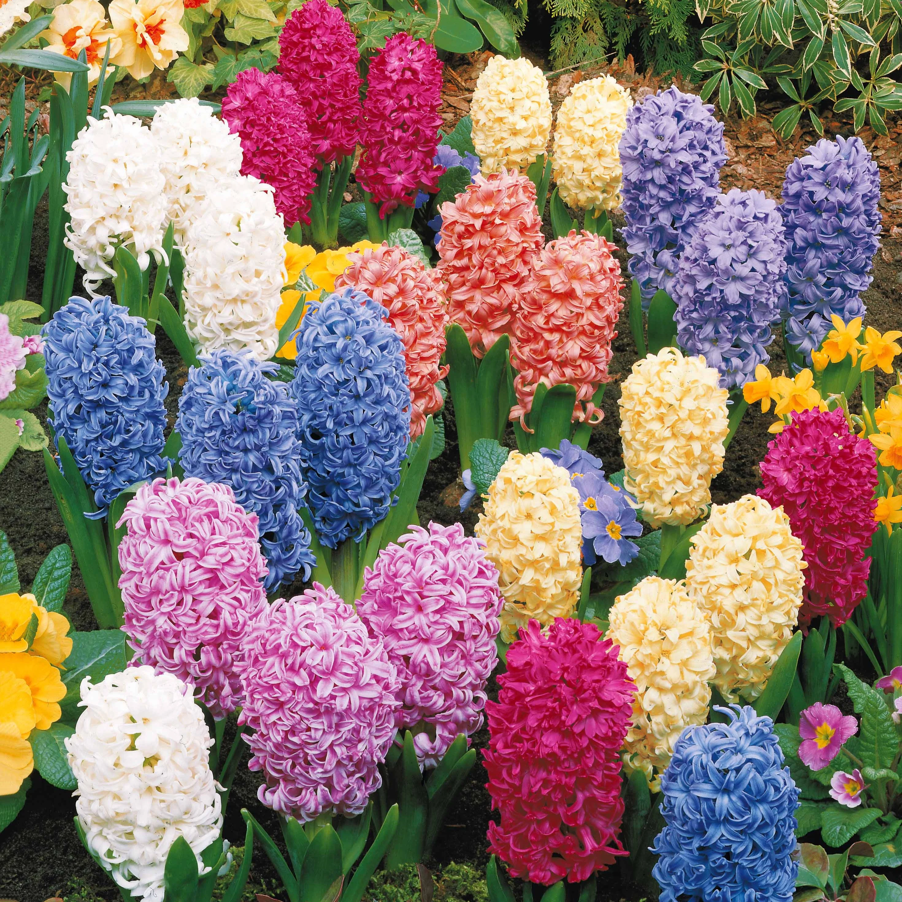 Jacinthes en mélange - Image 7
