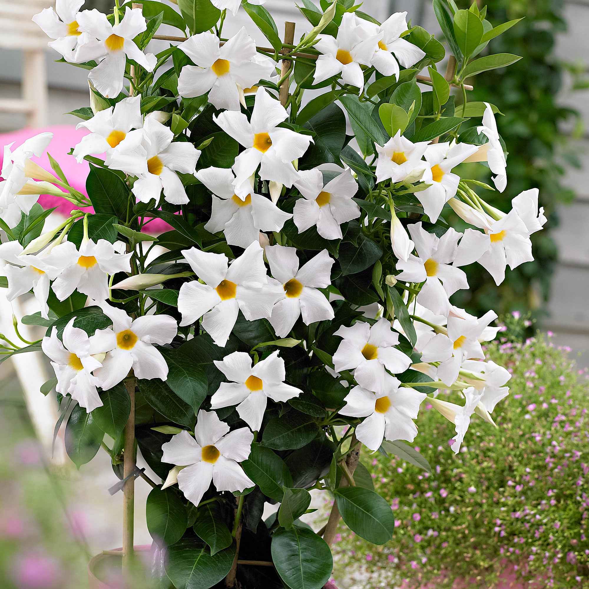 Jasmin du Brésil blanc - Image 3