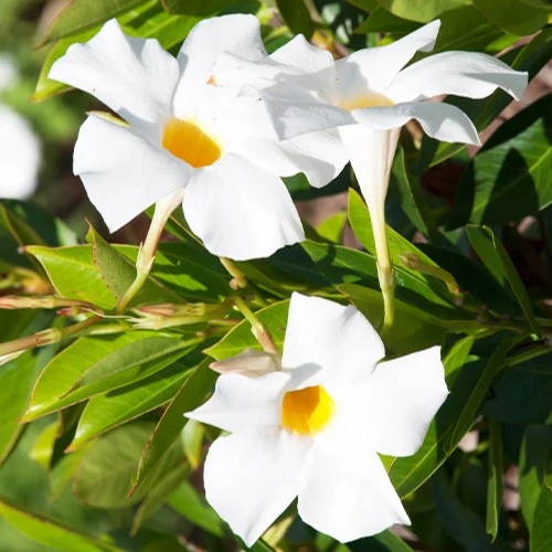 Jasmin du Brésil blanc - Image 4