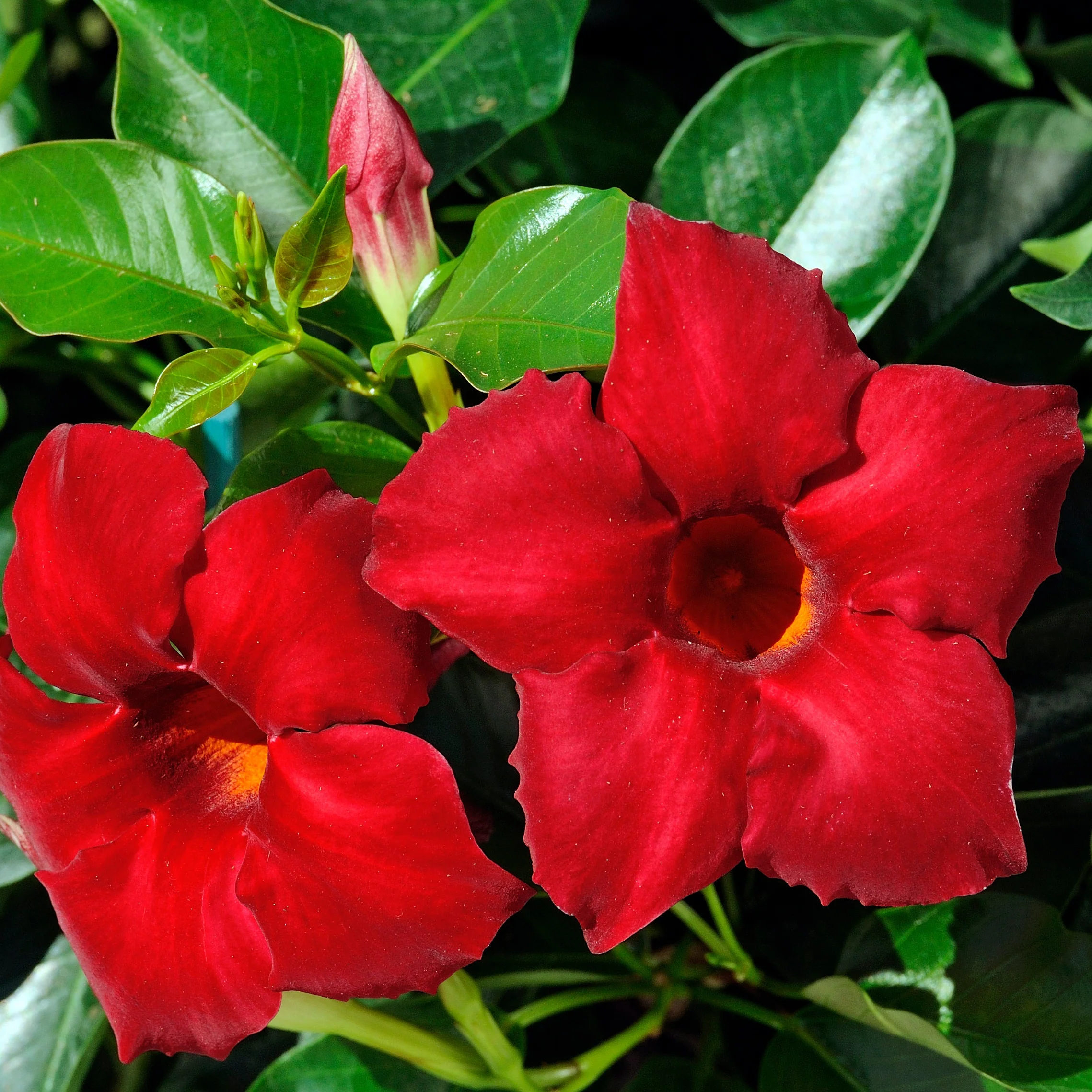 Jasmin du Brésil Dipladénia