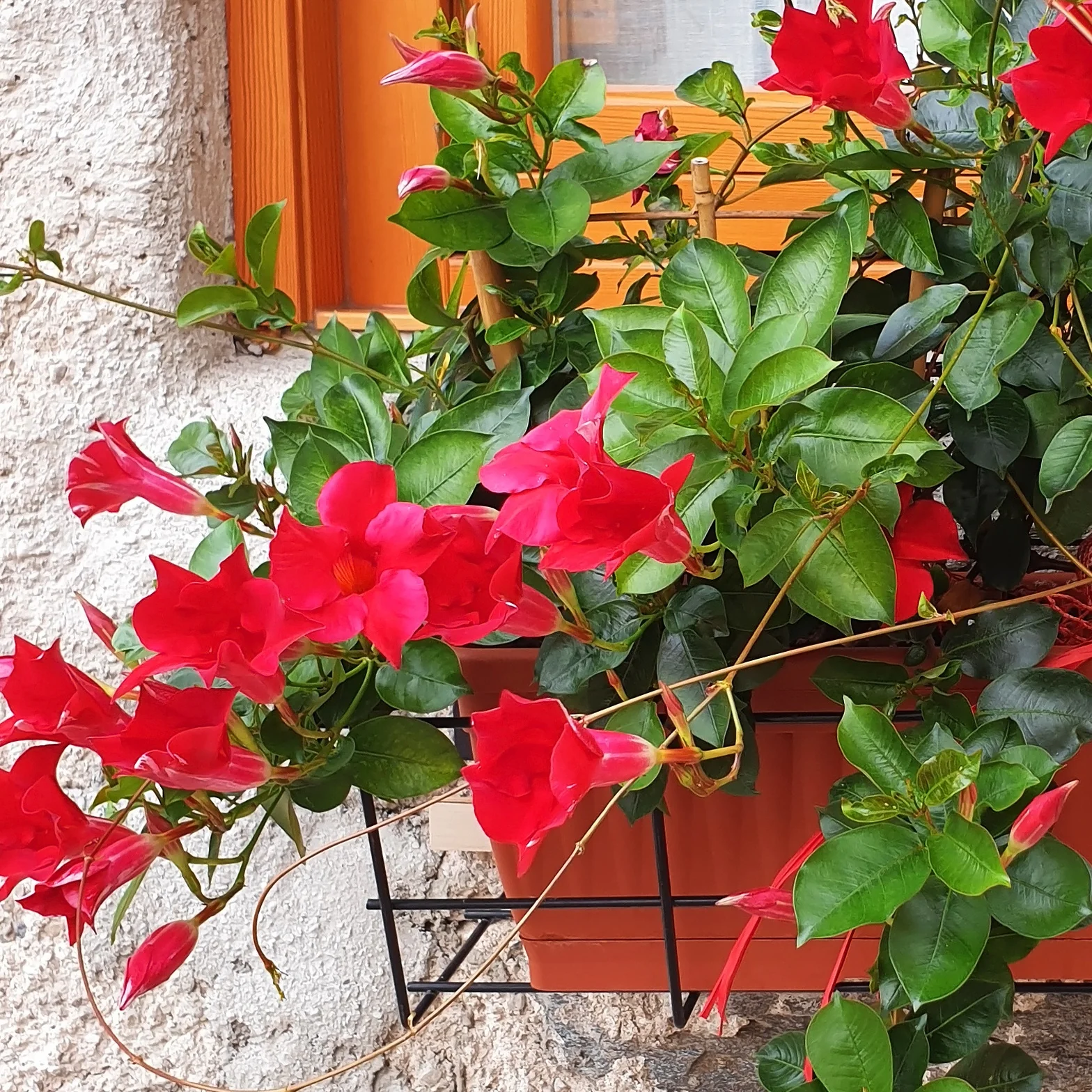 Jasmin du Brésil Dipladénia - Image 3