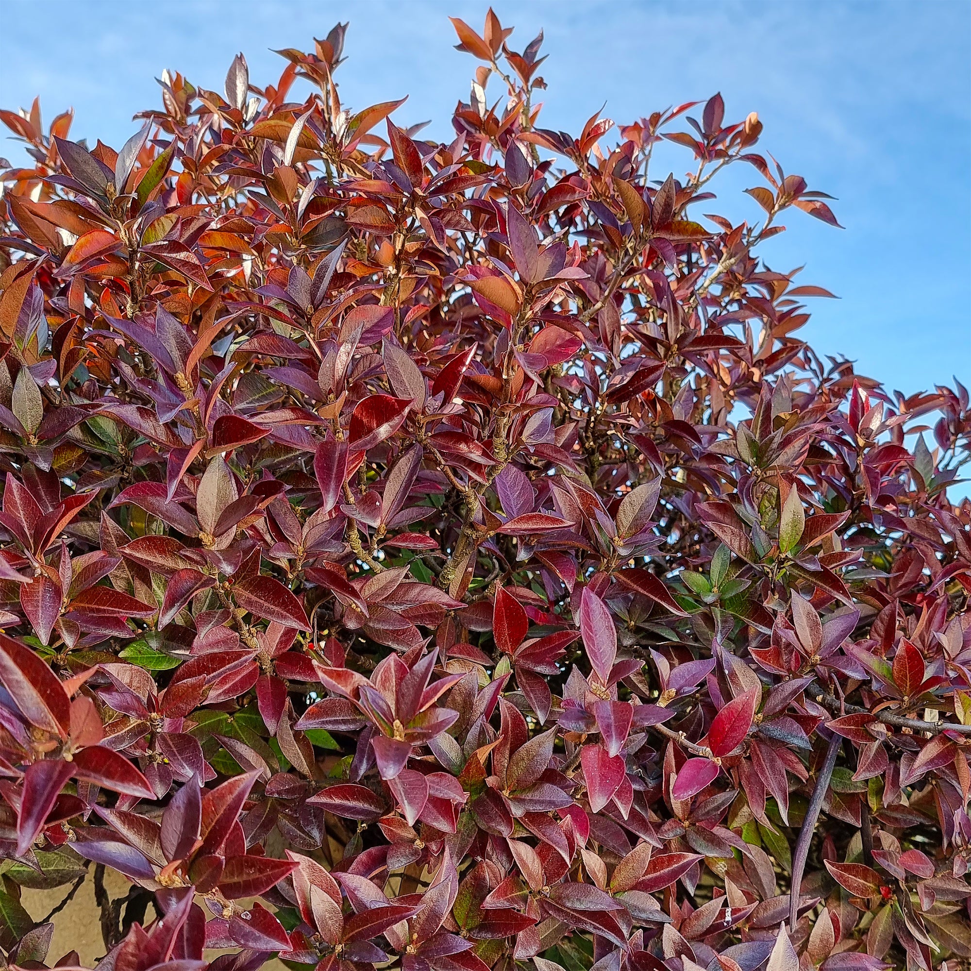 Jasmin étoilé Winter Ruby®