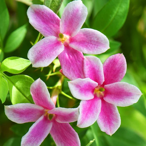 Jasmin Starry Summer Scent - Image 2