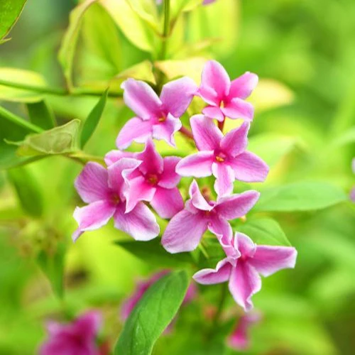 Jasmin Starry Summer Scent - Image 3