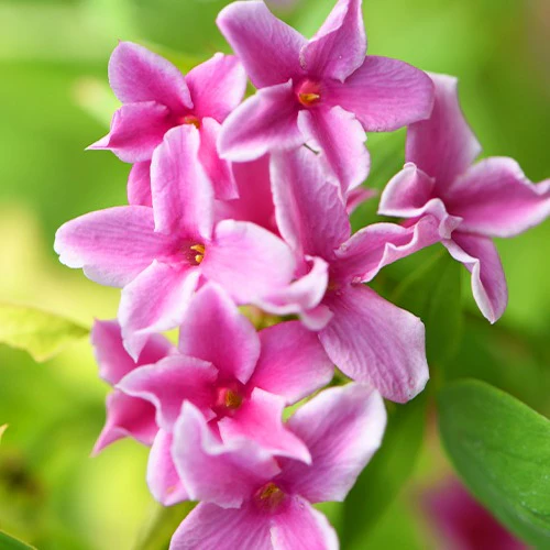 Jasmin Starry Summer Scent - Image 4