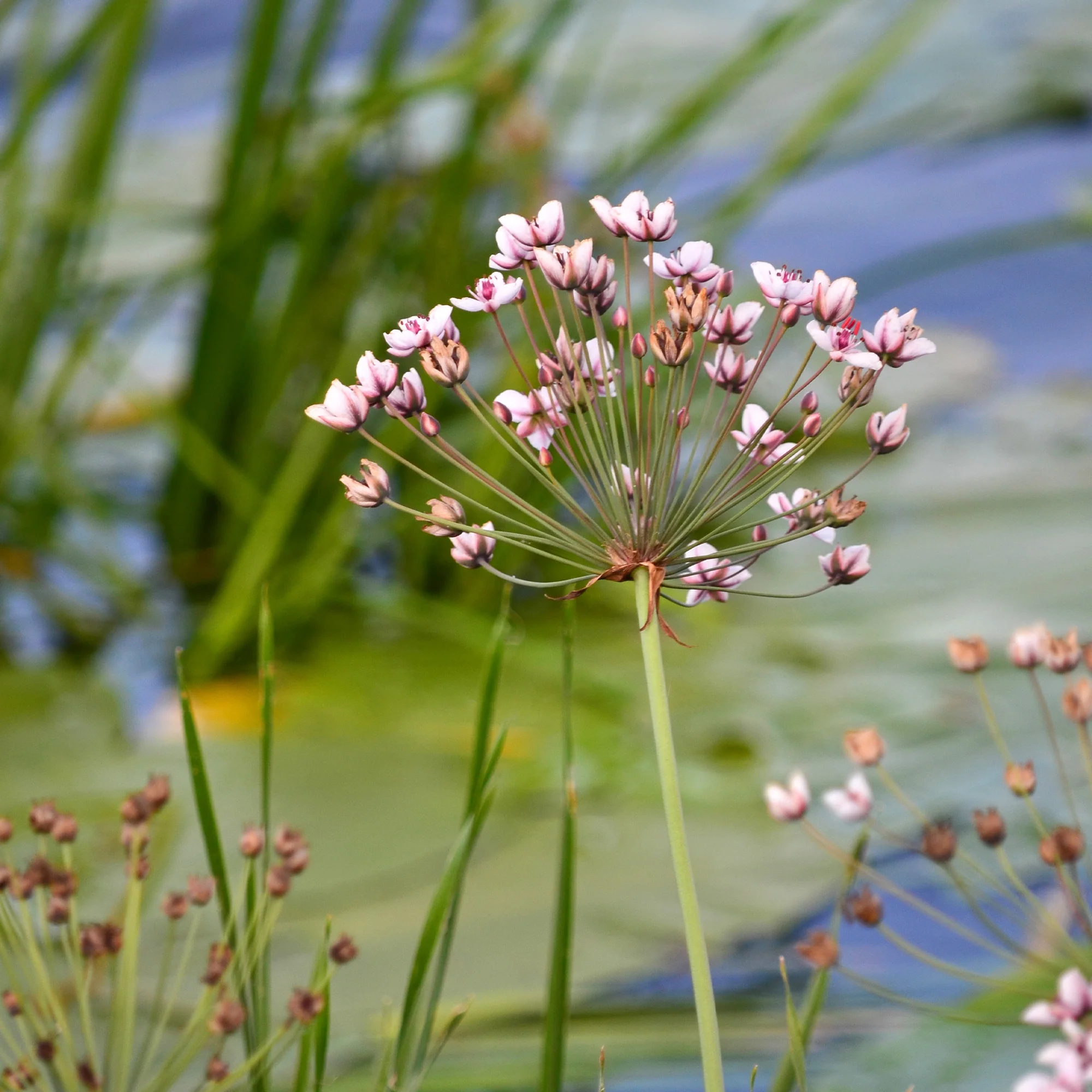 Jonc fleuri Butome en ombelle