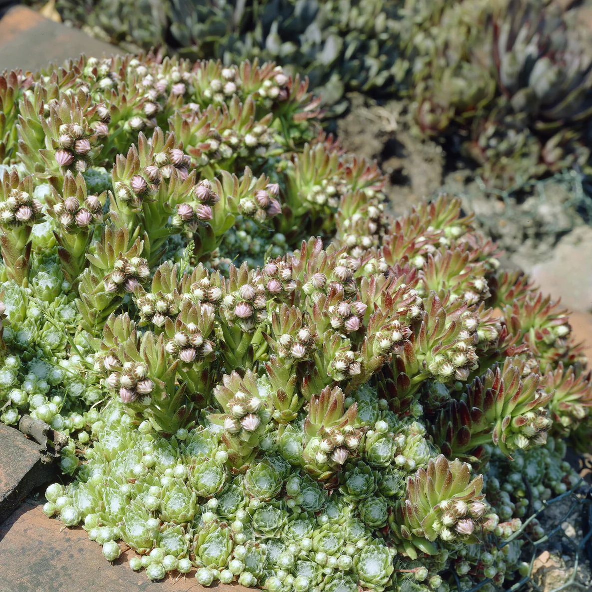Joubarbe à toile d'araignée - Sempervivum