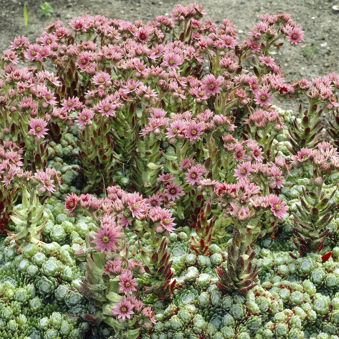 Joubarbe à toile d'araignée - Sempervivum - Image 2