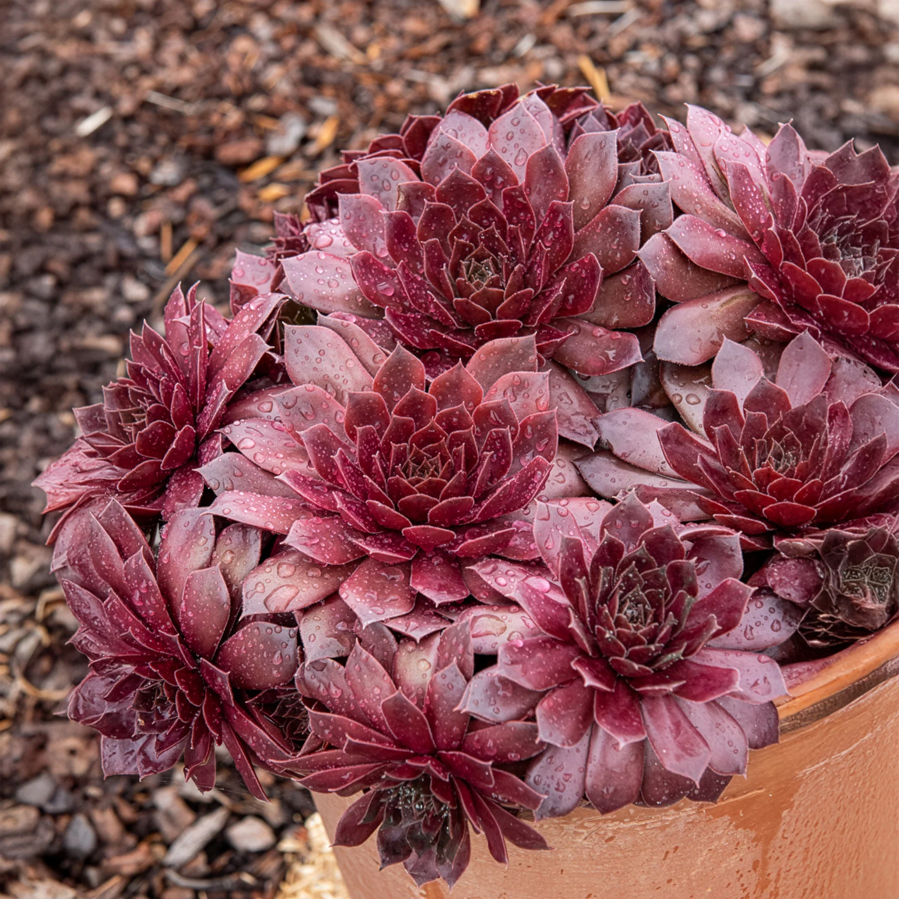 Joubarbe Chick Charms® Chocolate Kiss - Sempervivum
