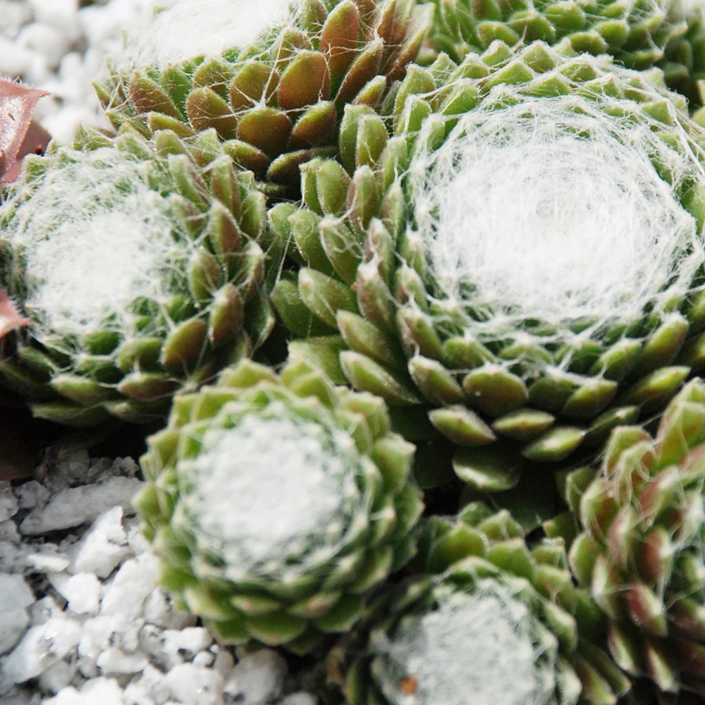 Joubarbe Chick Charms® - Sempervivum - Image 4