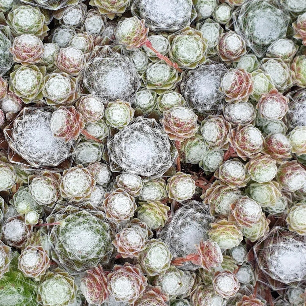 Joubarbe Chick Charms® - Sempervivum - Image 5