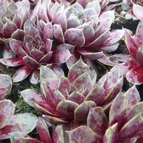 Joubarbe Commander Hay - Sempervivum