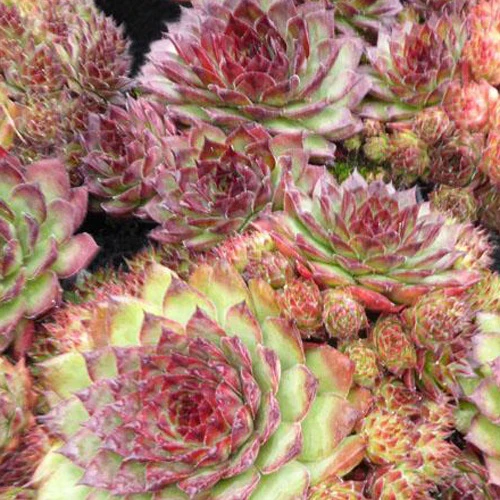 Joubarbe Dark Beauty - Sempervivum