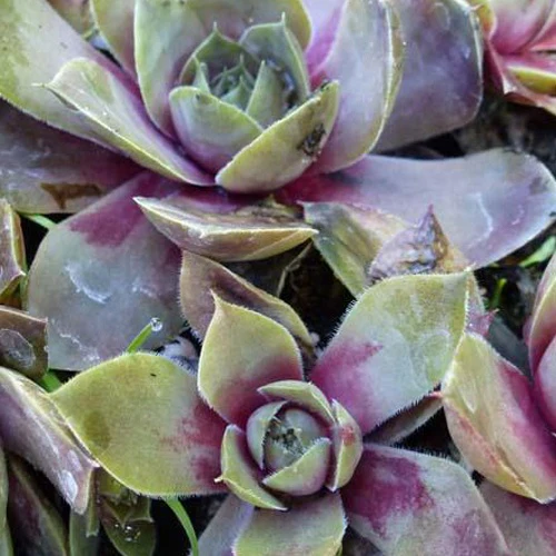 3 Joubarbes Othello - Sempervivum