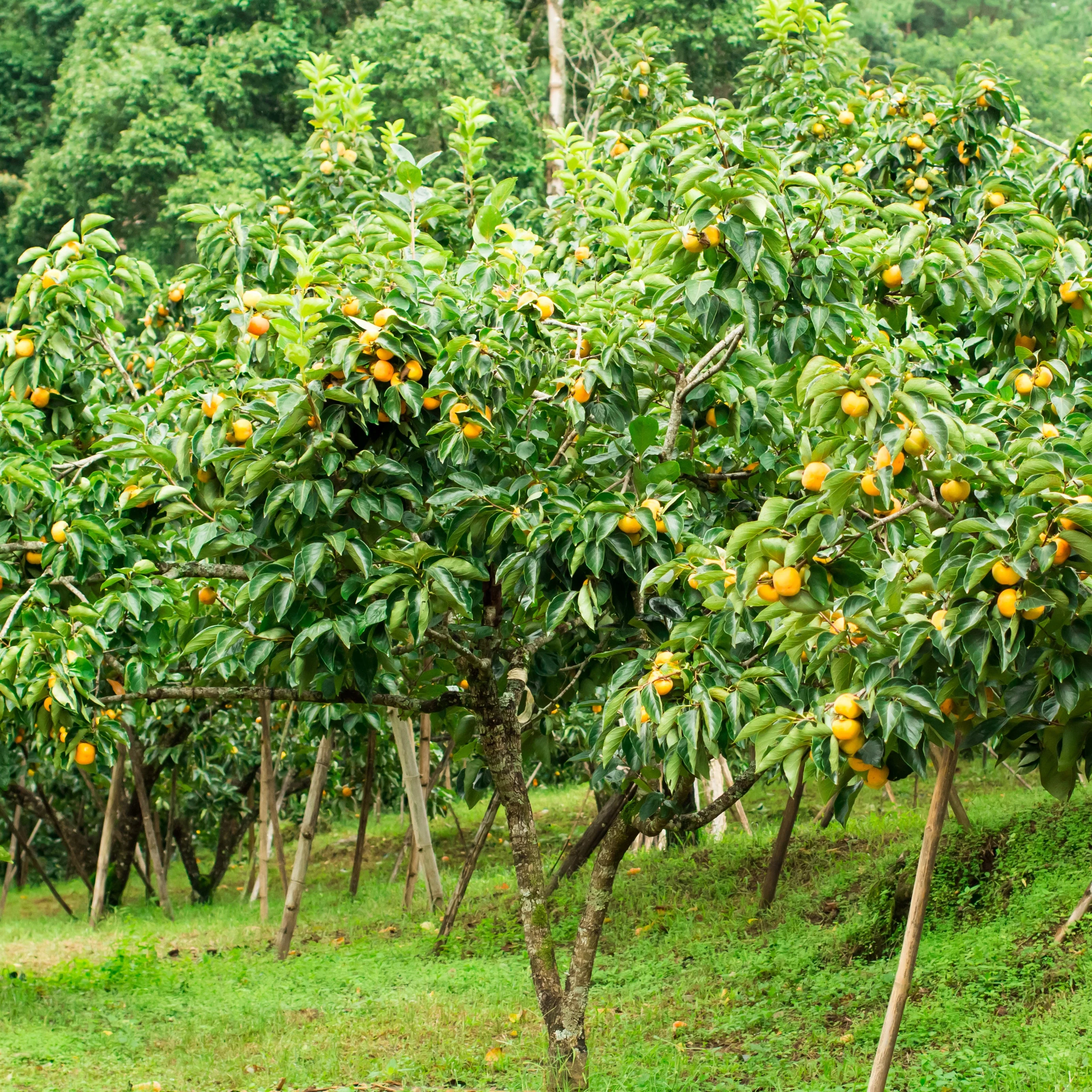 Kaki Tipo - Image 2