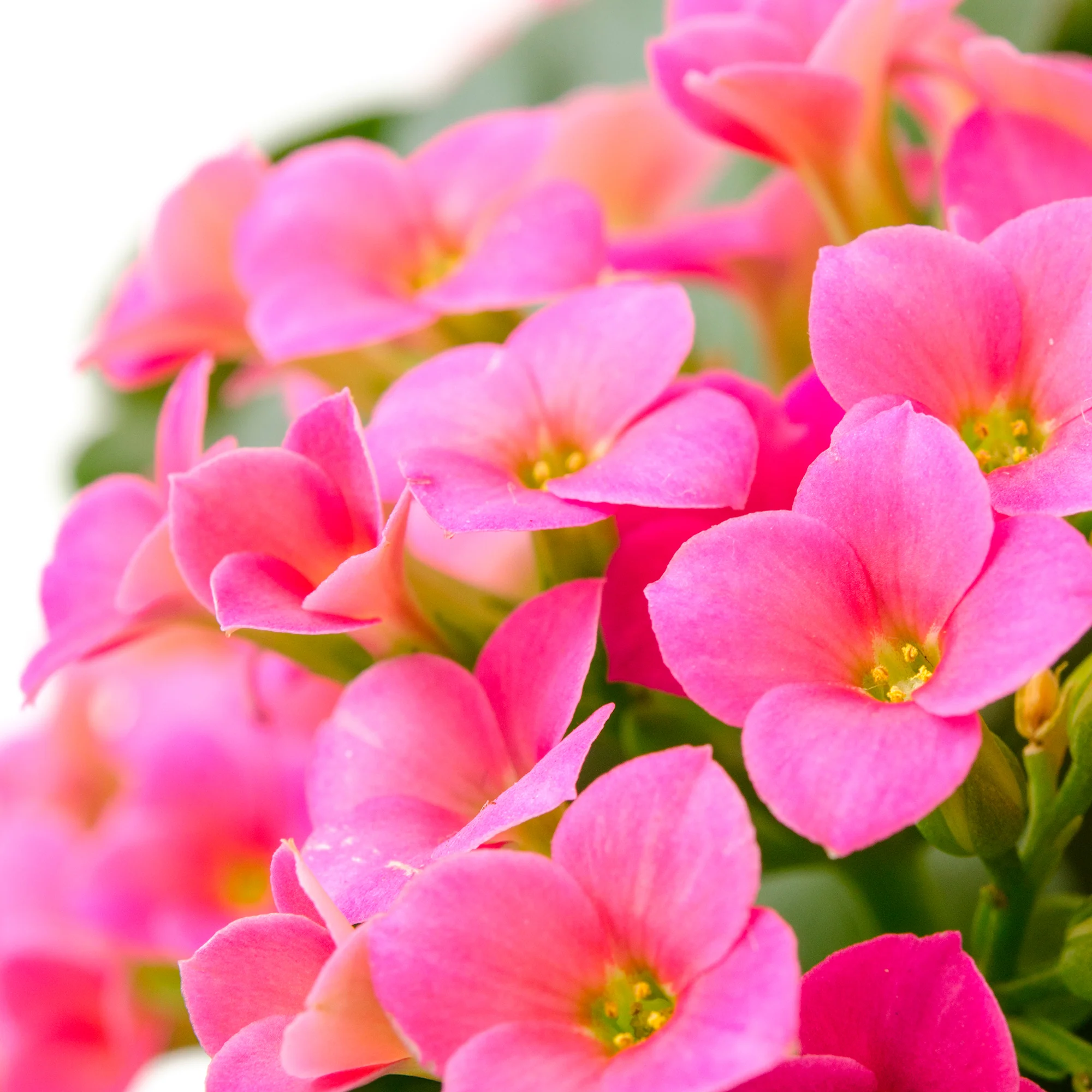 Kalanchoe rose