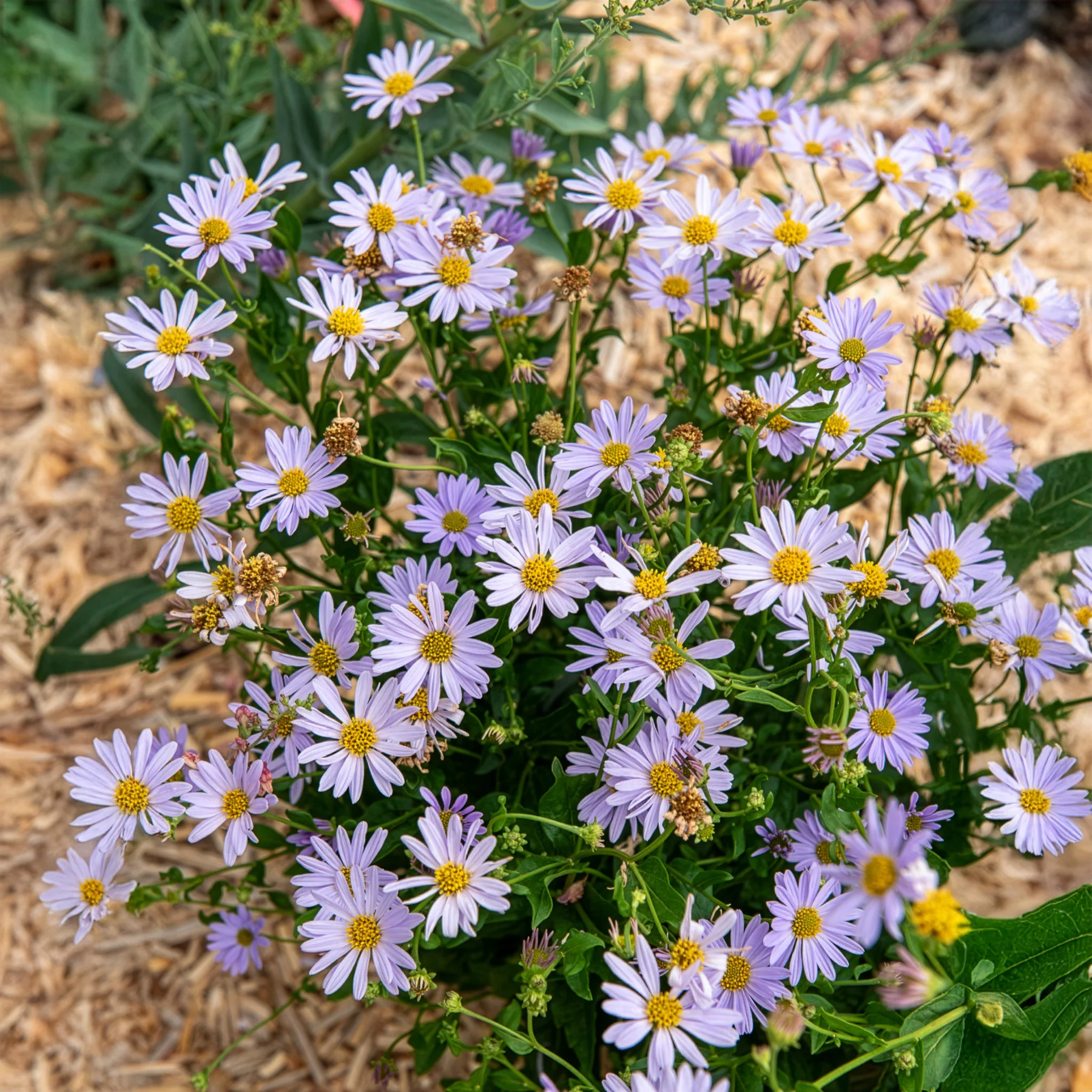 Kaliméris Blue Star