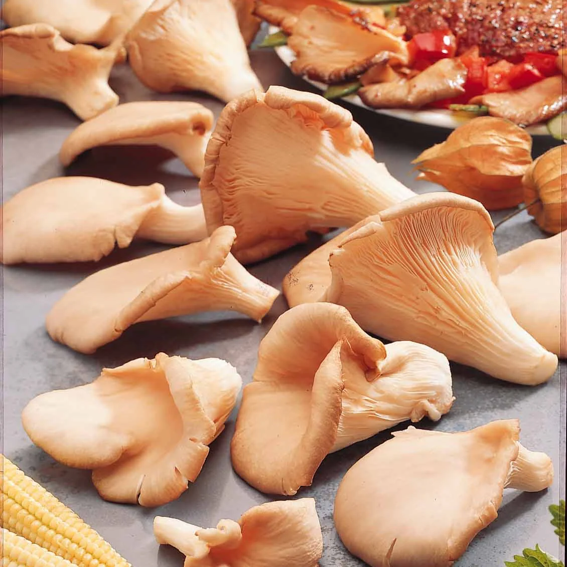Kit de culture champignon Pleurote - Image 3