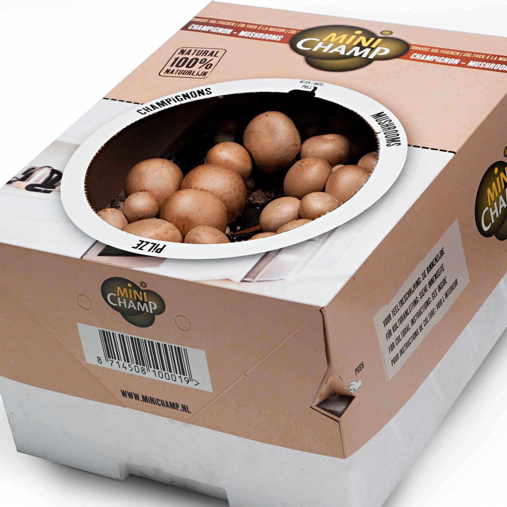 Kit de culture de champignons brun de Paris - Image 3