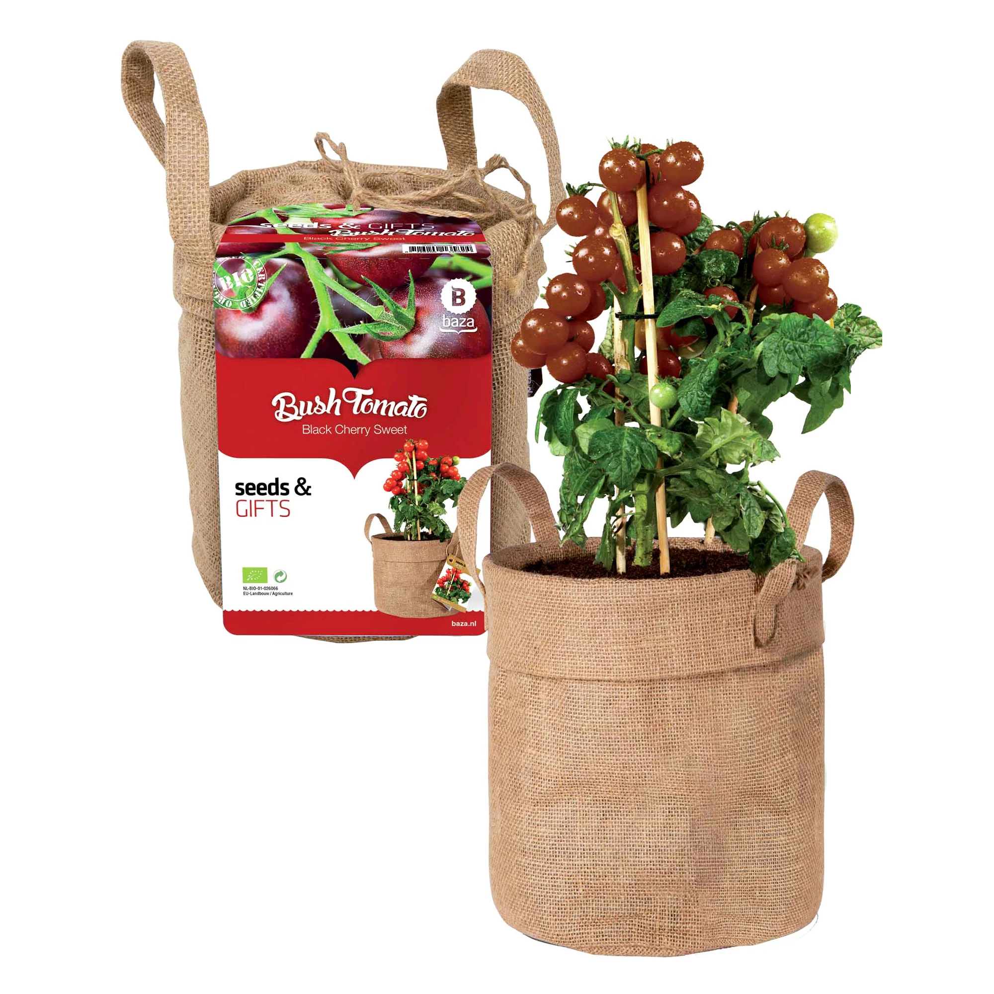Kit Tomate cerise noire avec sac déco et terreau