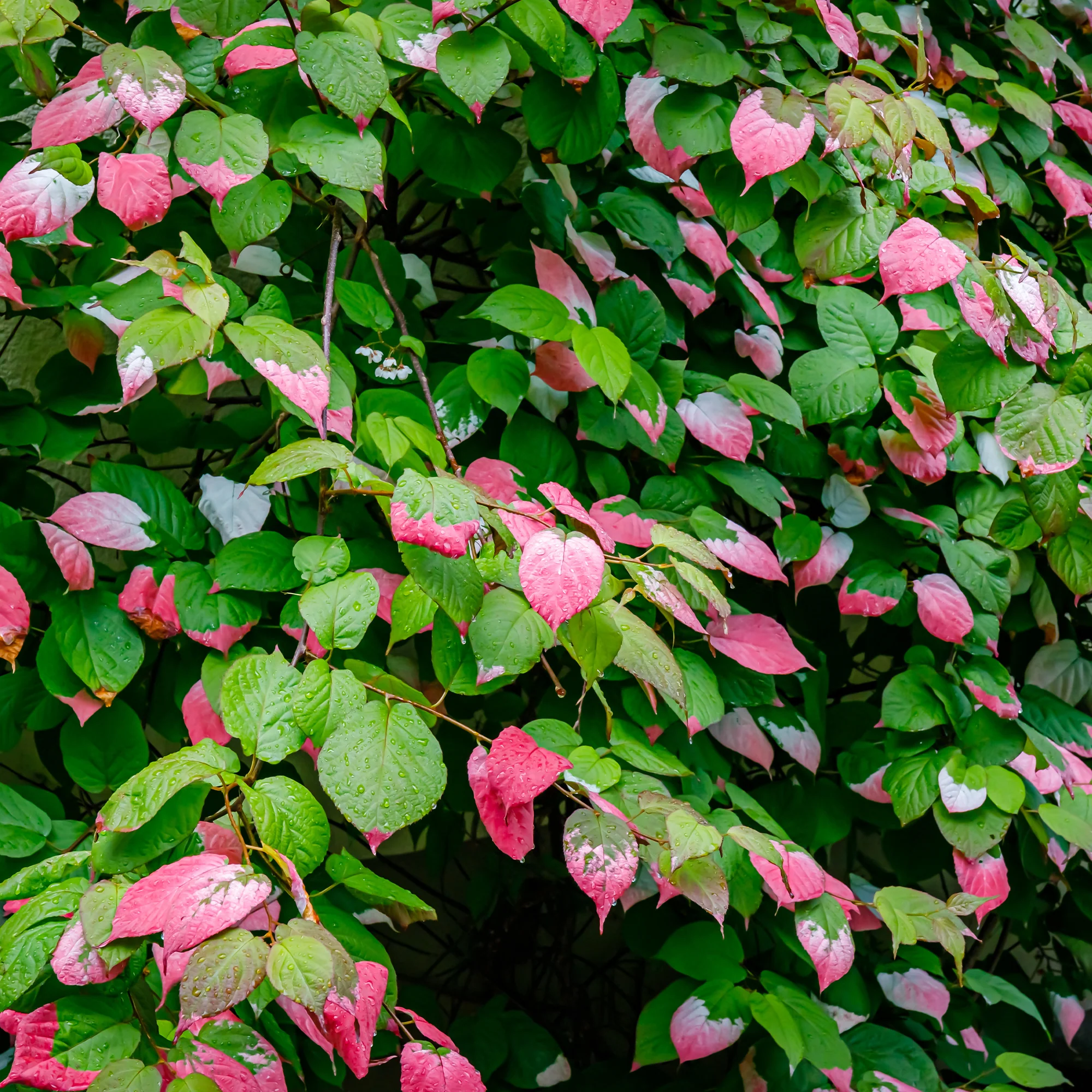 Kiwi d'ornement panaché - Image 4