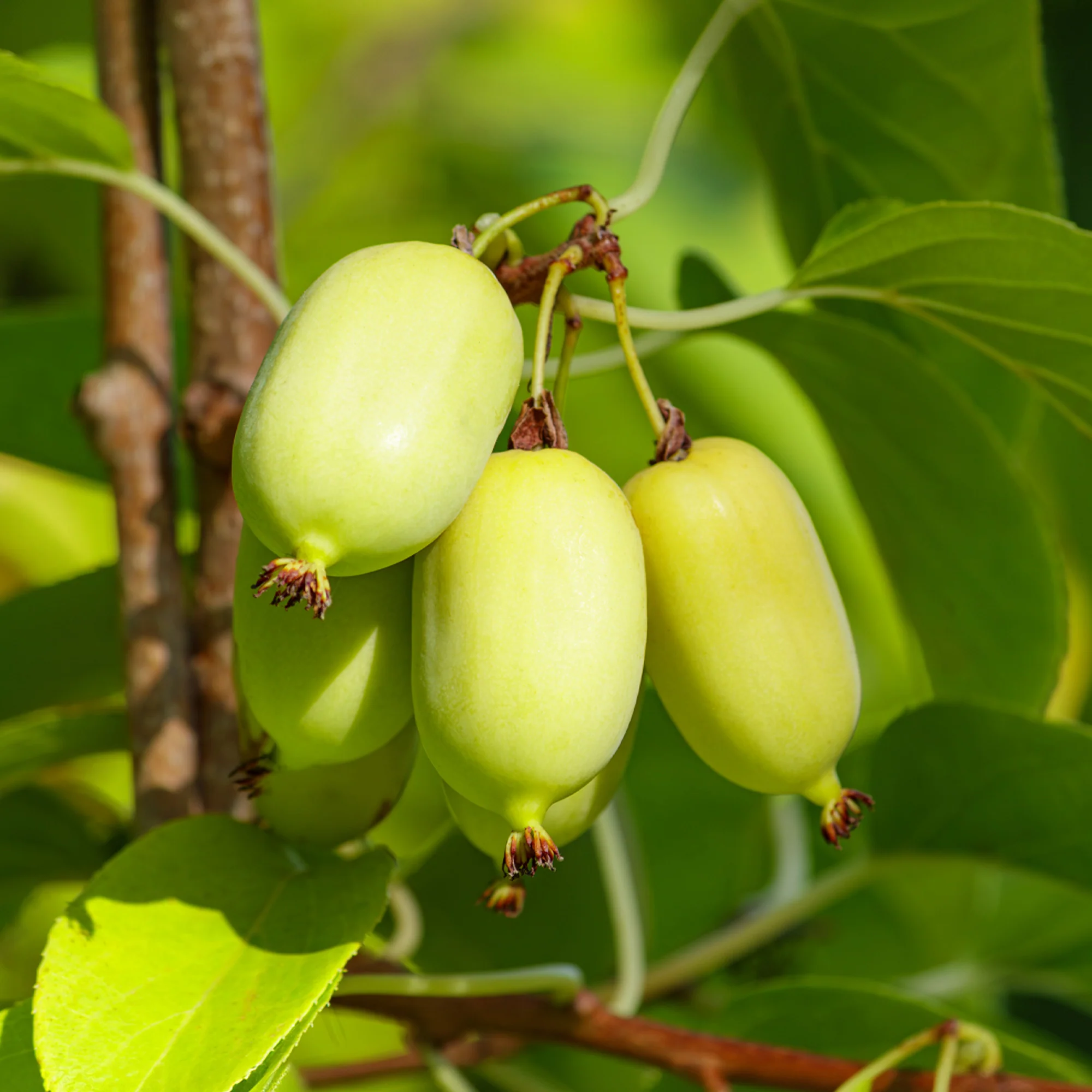 Kiwi d'ornement panaché - Image 6
