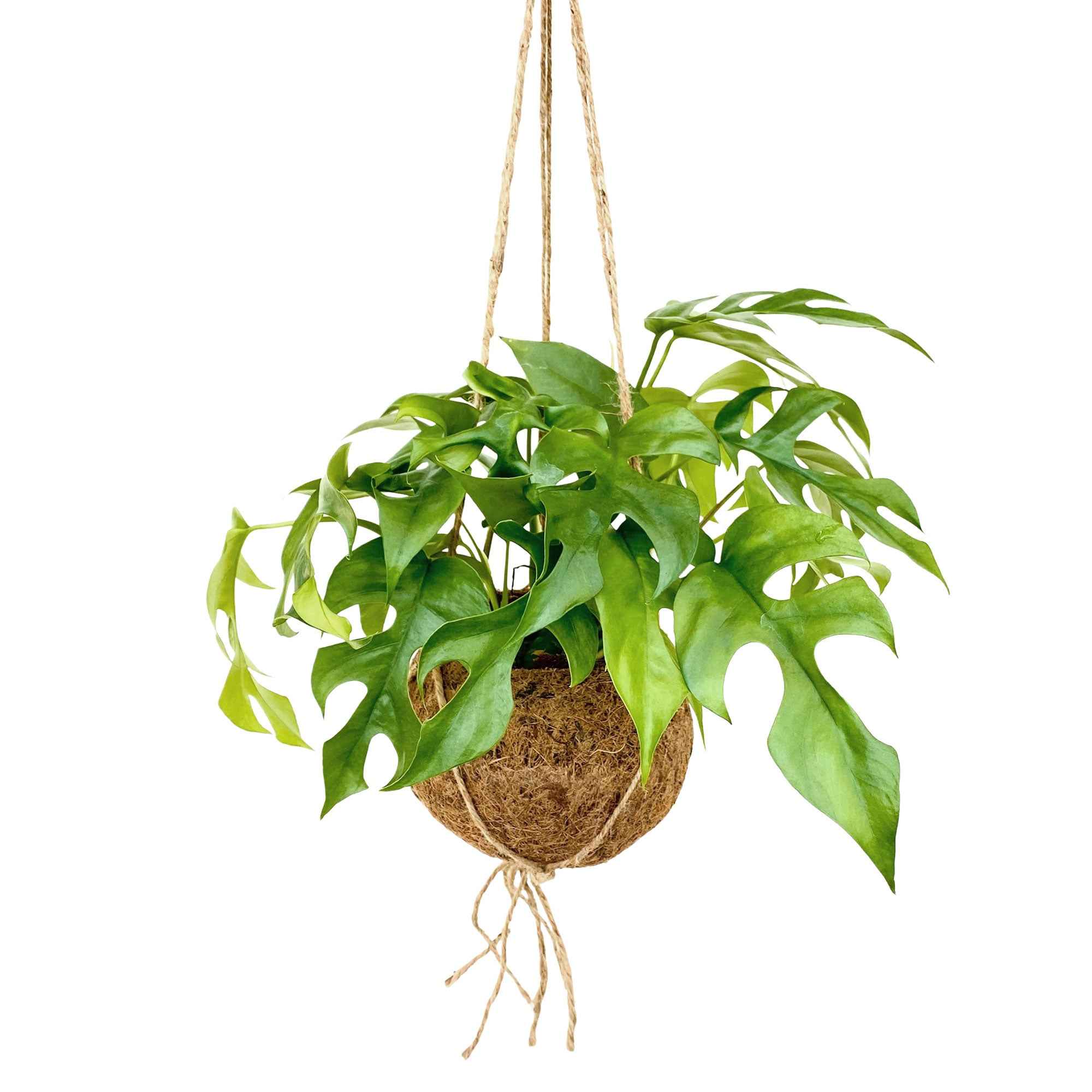 Monstera minima et son pot en fibre de noix de coco