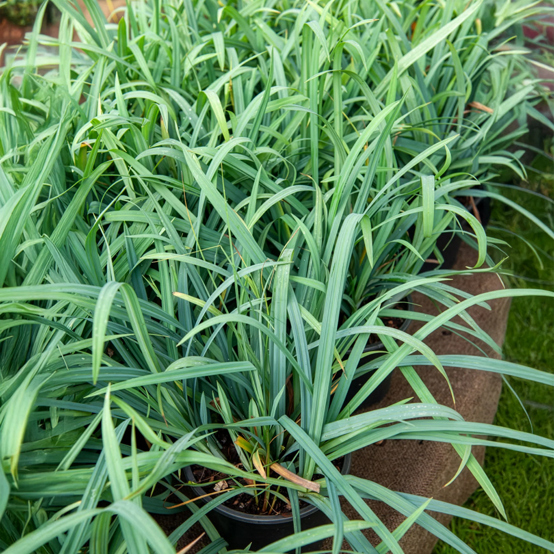 Laîche Bunny blue - Carex - Image 2