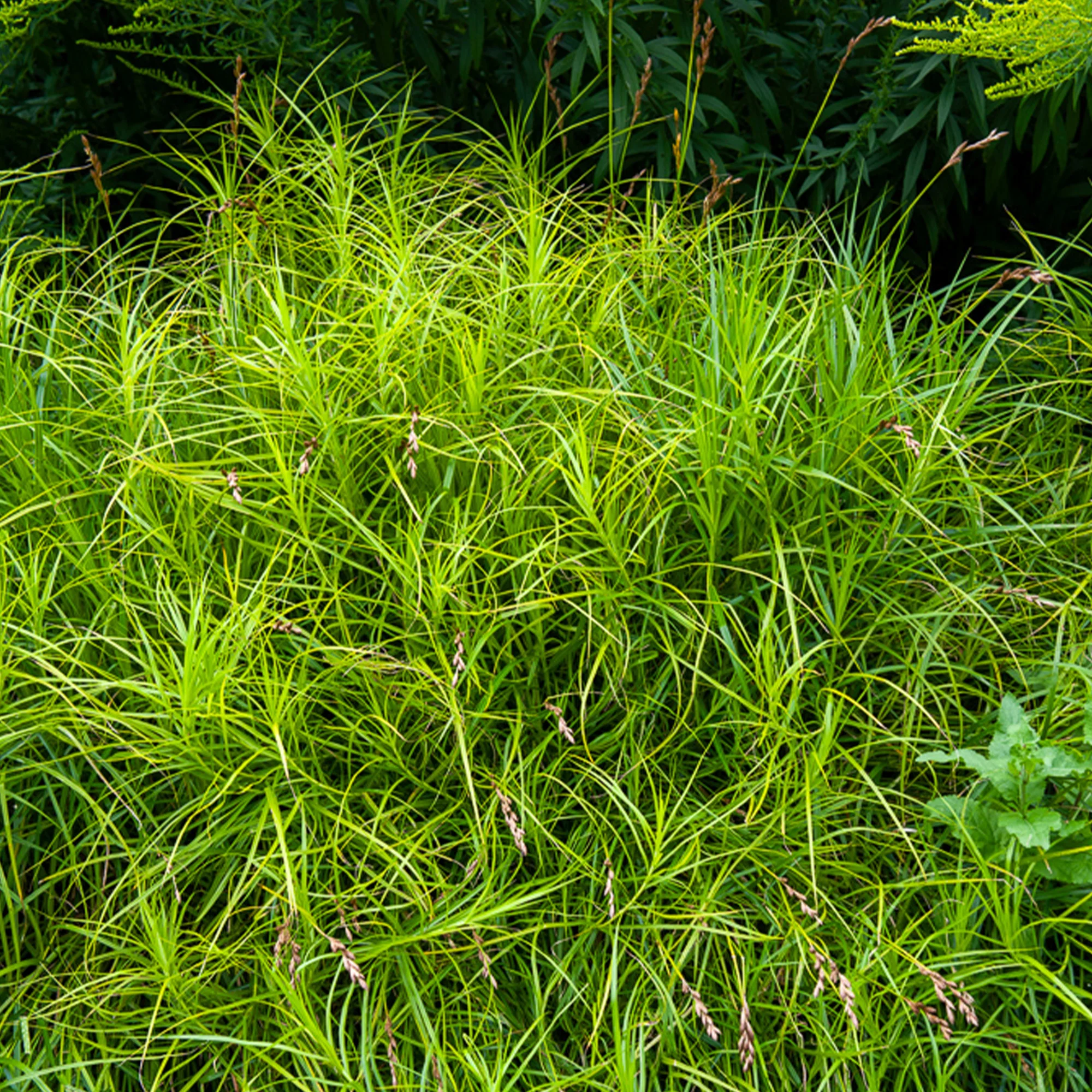 Laîche d'Amérique - Carex - Image 2