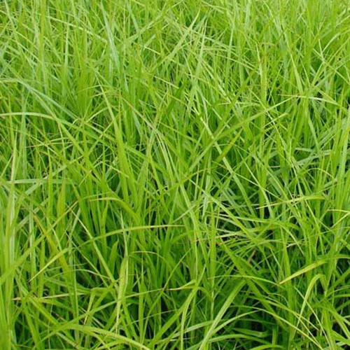 Laîche d'Amérique - Carex - Image 3