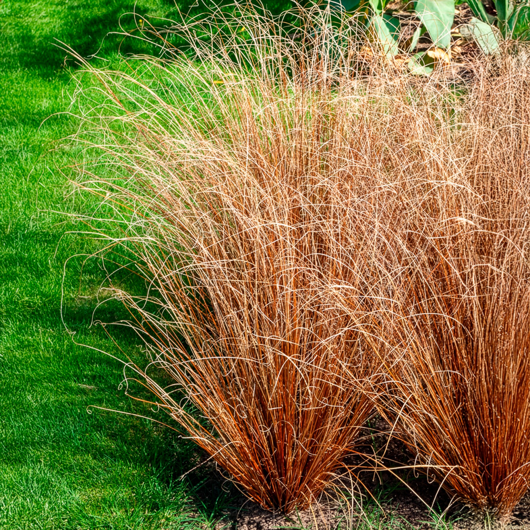 Laîche de Buchanan - Carex - Image 2