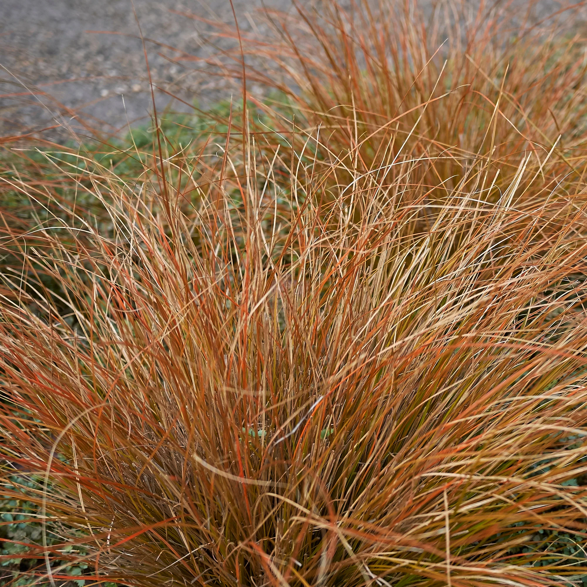 Laîche de Buchanan - Carex - Image 3
