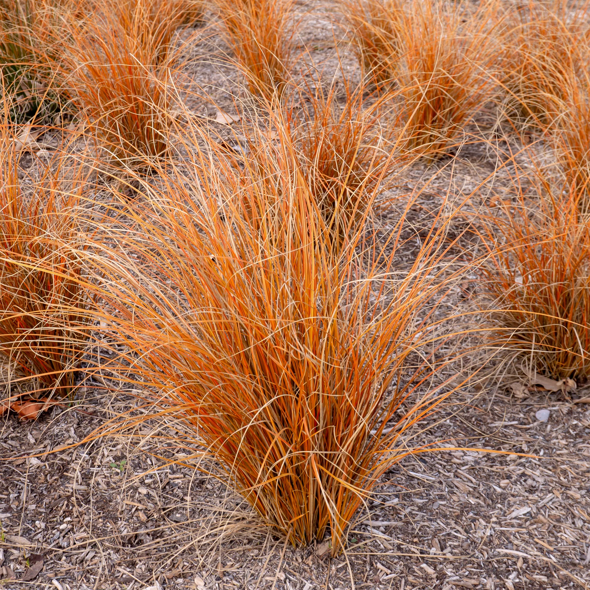 Laîche de Nouvelle-Zélande - Carex Bronze Form