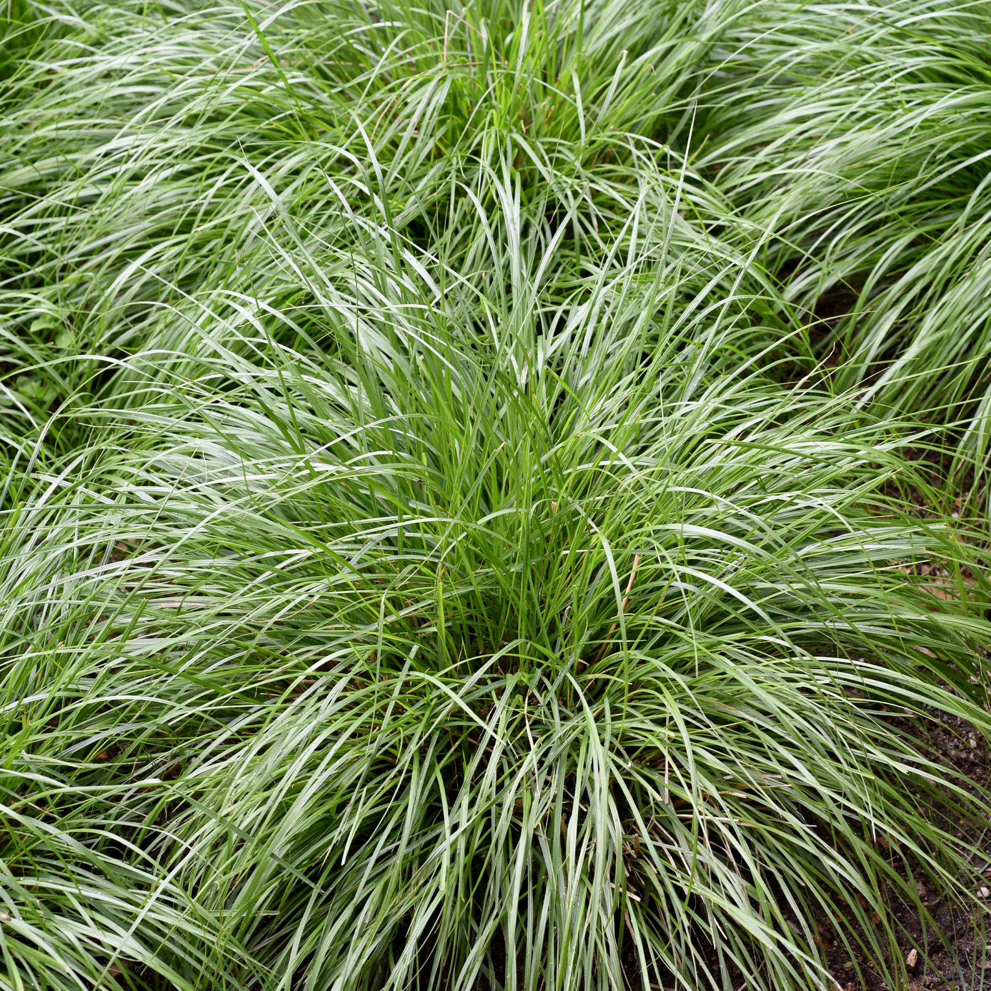 Laîche des montagnes - Carex