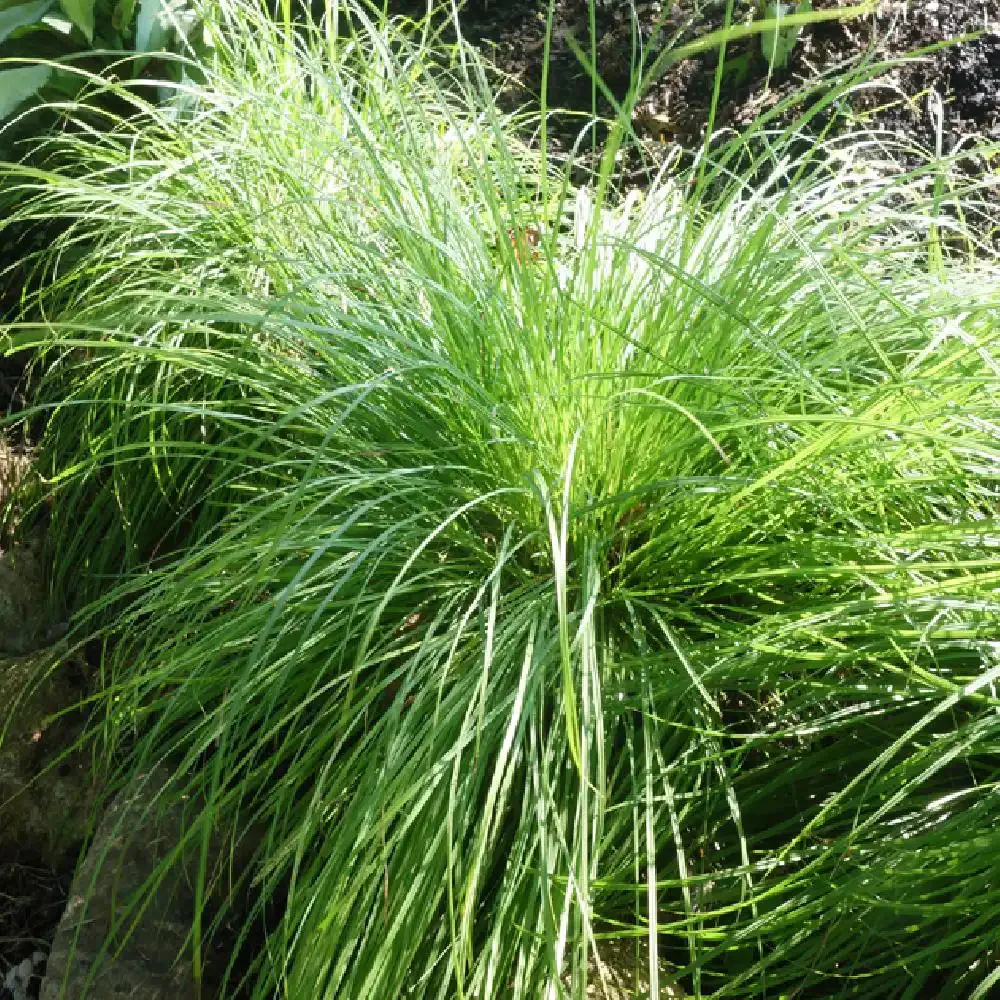 Laîche des montagnes - Carex - Image 2