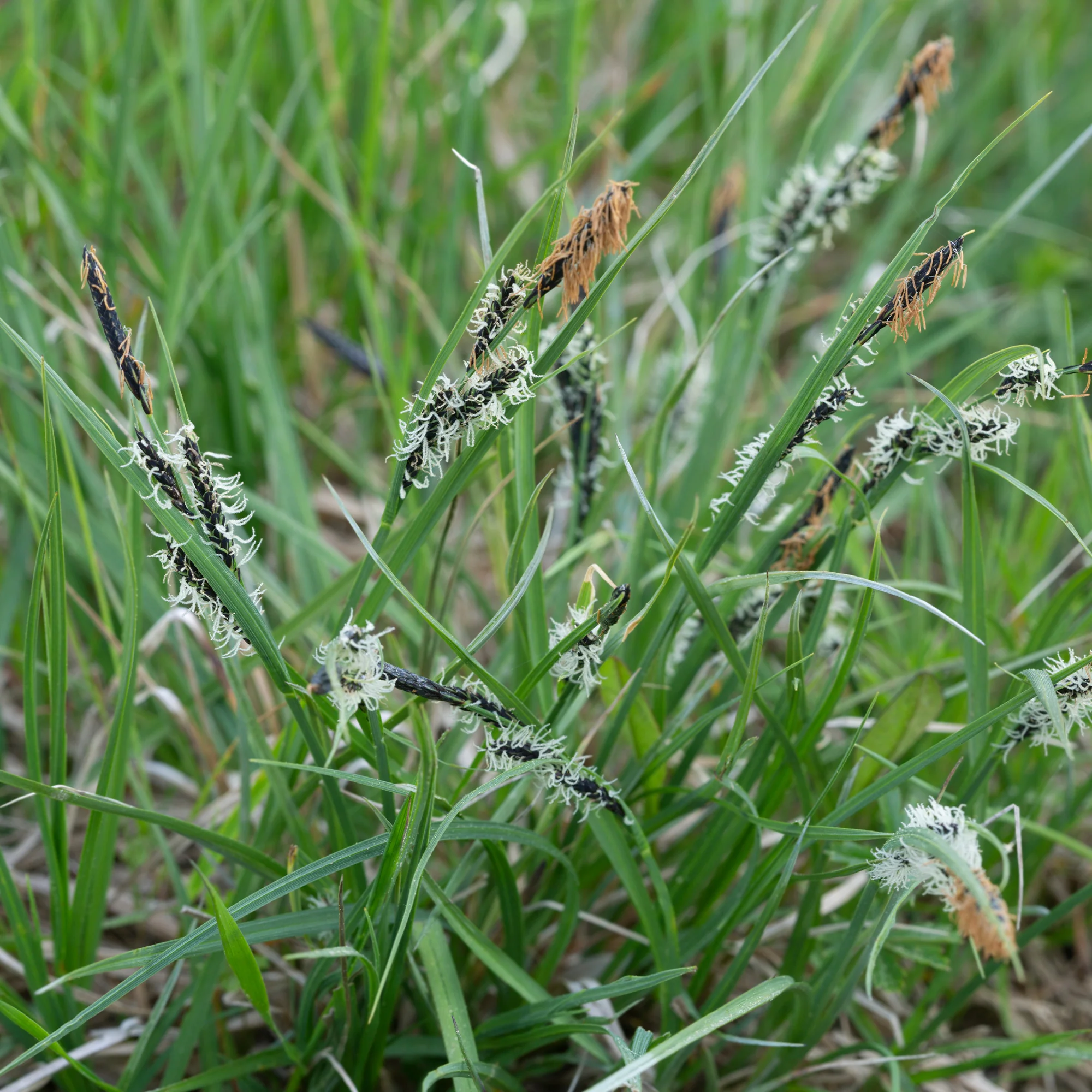 Laîche des montagnes - Carex - Image 3