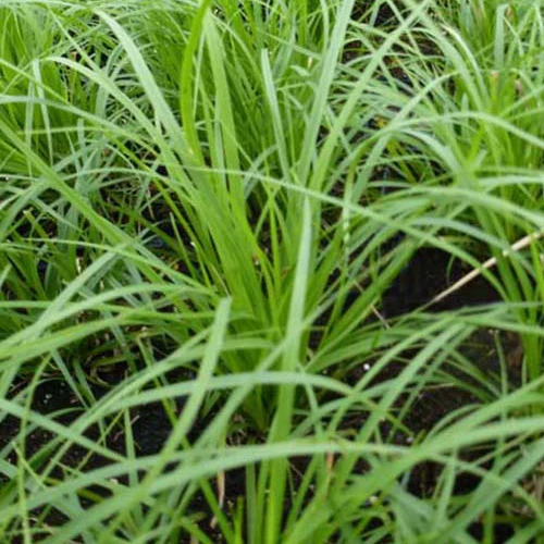 Laîche des montagnes - Carex - Image 4