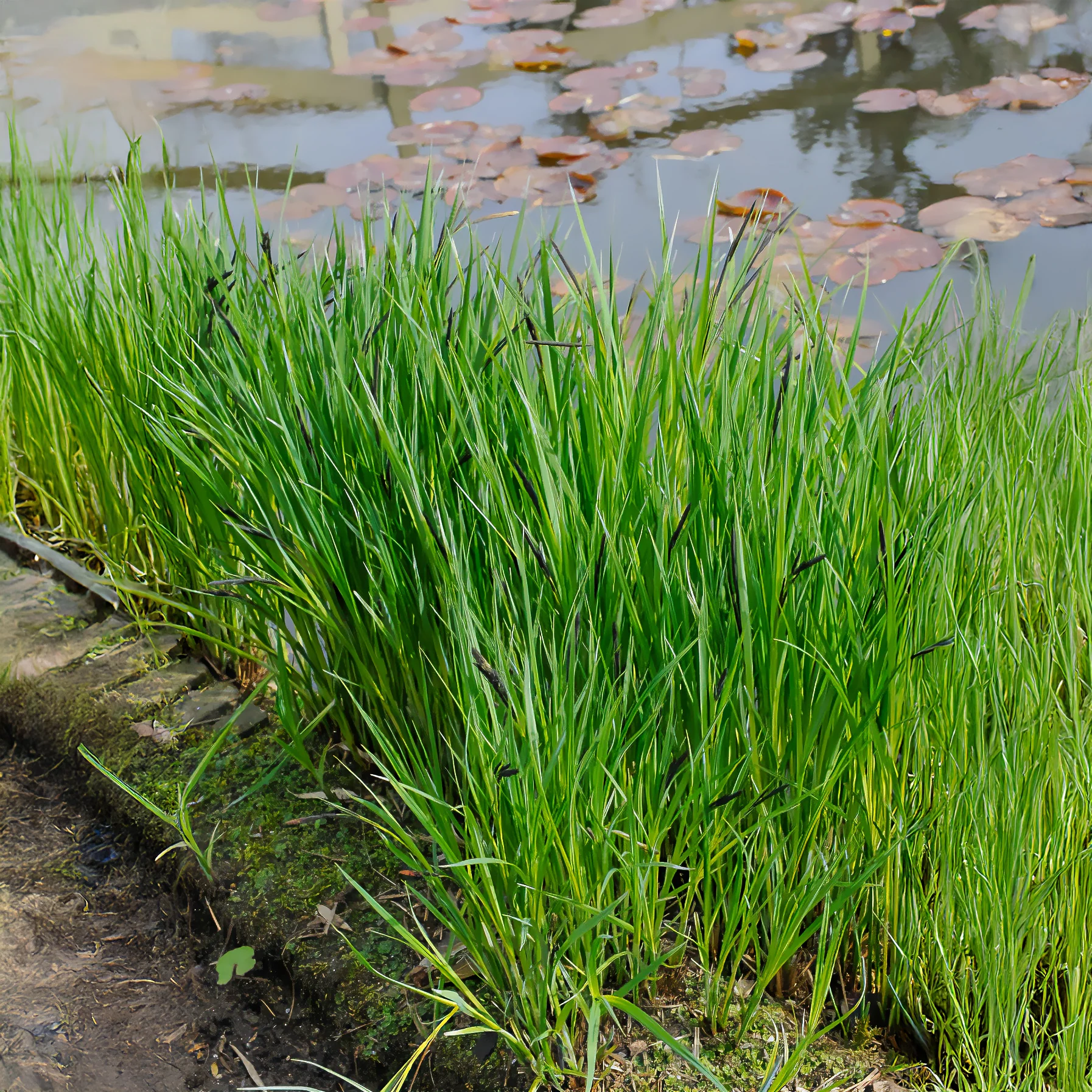 Laîche des rives - Carex - Image 3