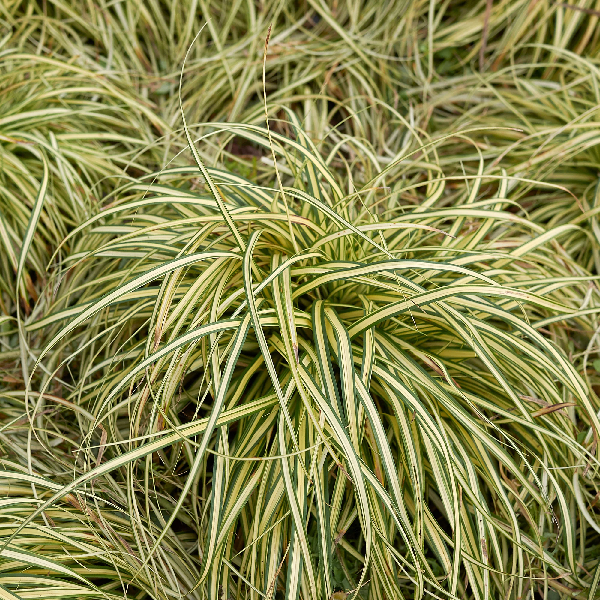 Laîche d'Oshima 'Evergold' - Image 7