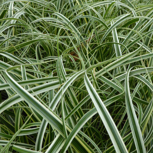 Laîche Feather Falls - Carex