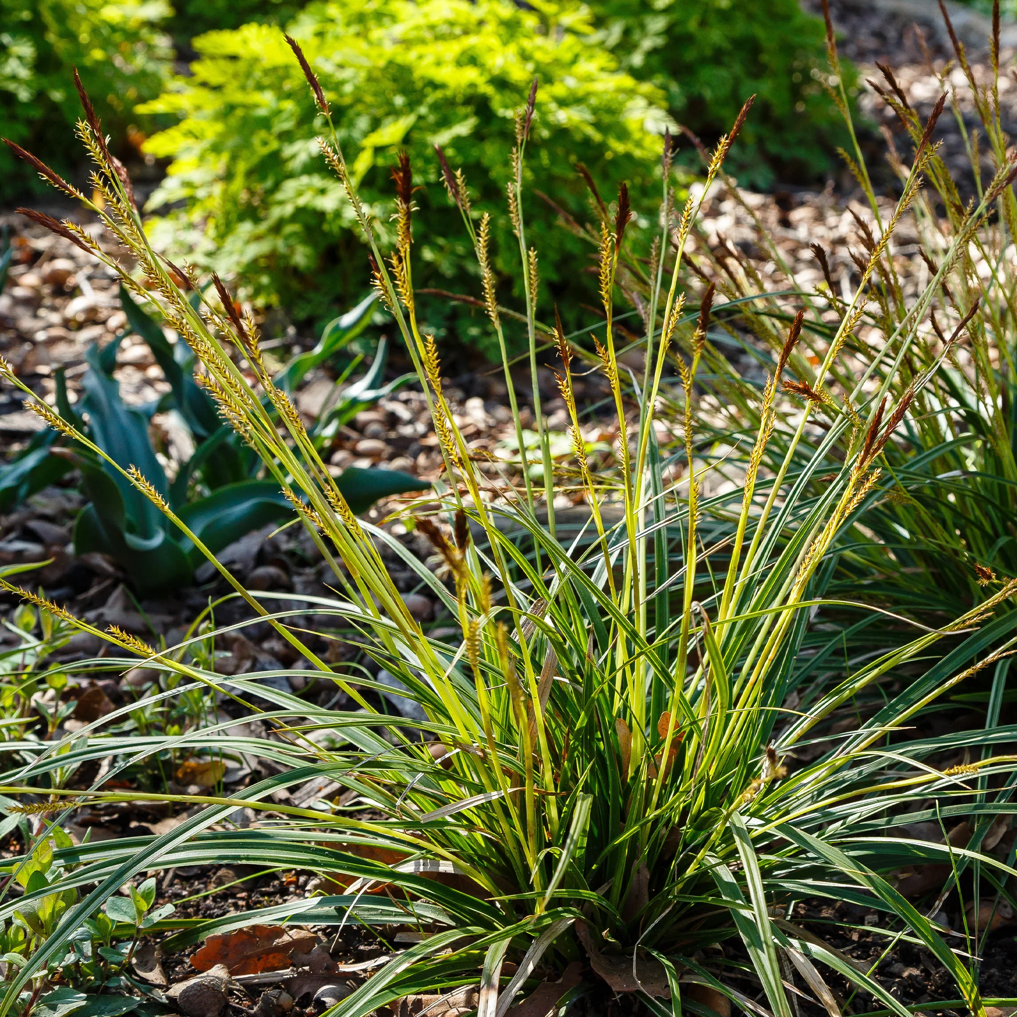 Laîche japonaise - Carex morrowii