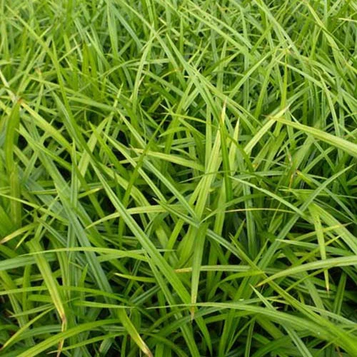 Laîche japonaise - Carex morrowii - Image 2
